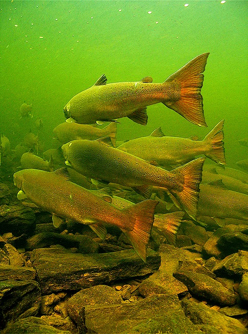 St. Mary's River Atlantic salmon look forward on their mission. ​Photograph by Gilbert van Ryckevorsel.