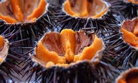 Sea Urchin Roe