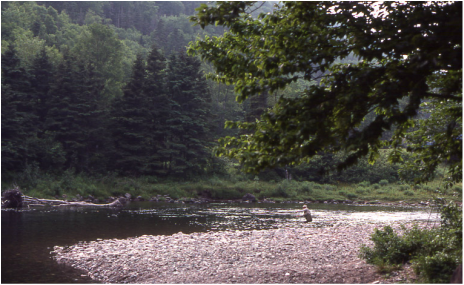 Fishing Margaree River in summer