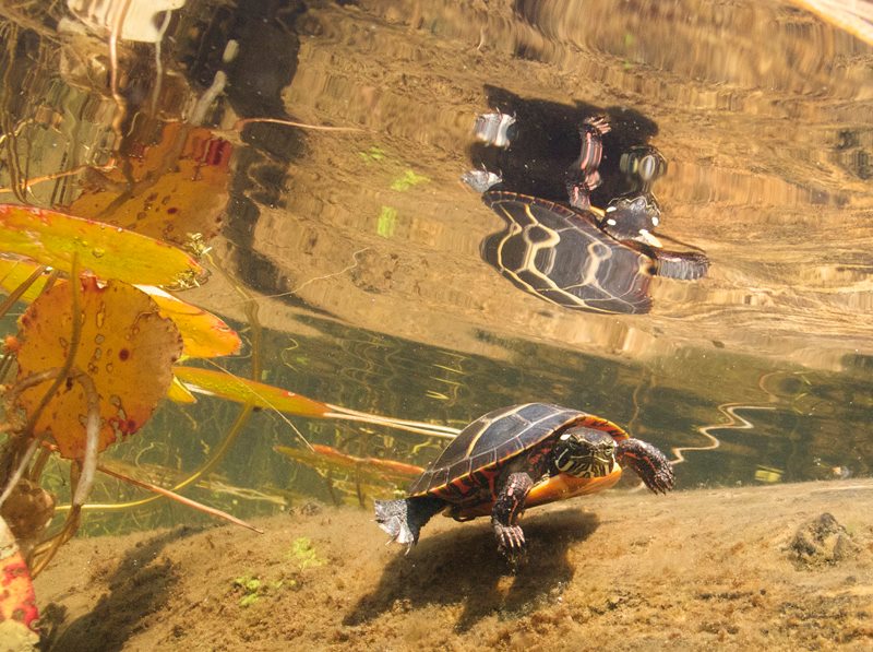 Very curious St. Mary's River resident, a painted turtle.