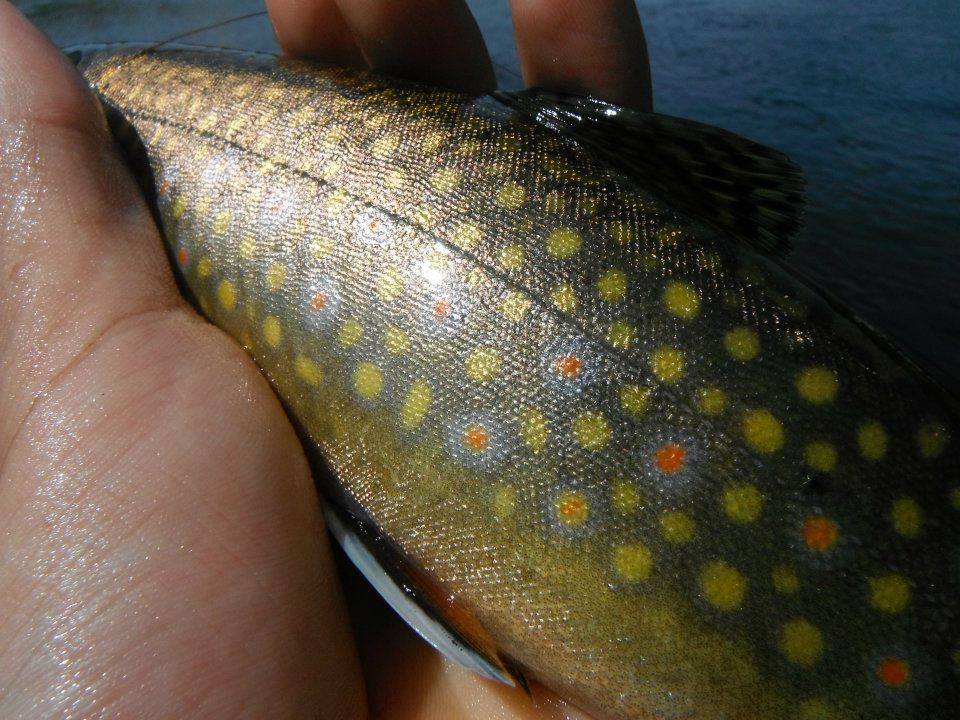Speckled trout close-up by Chris Sinclair