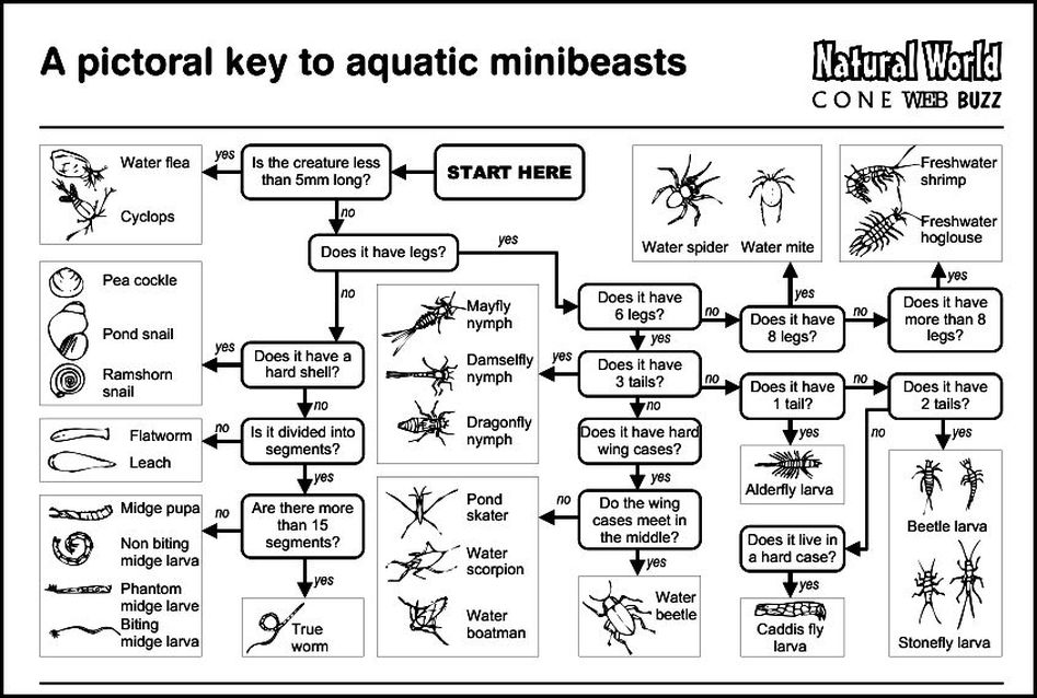 Aquatic Insect Identification Chart