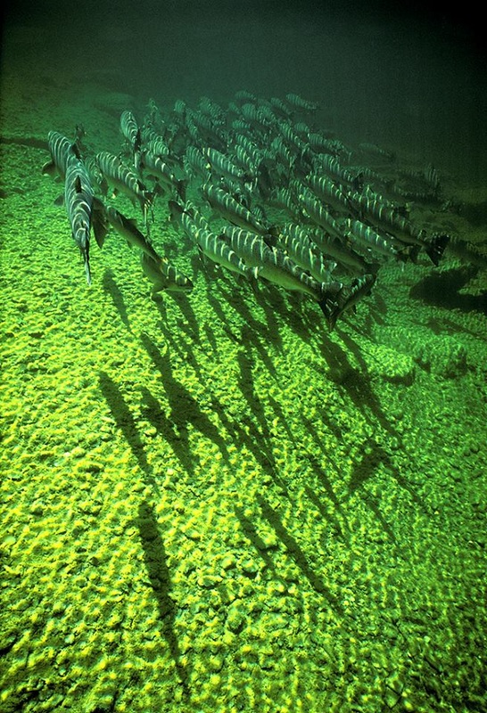 Salmon Shadows. ​Photograph by Gilbert van Ryckevorsel.