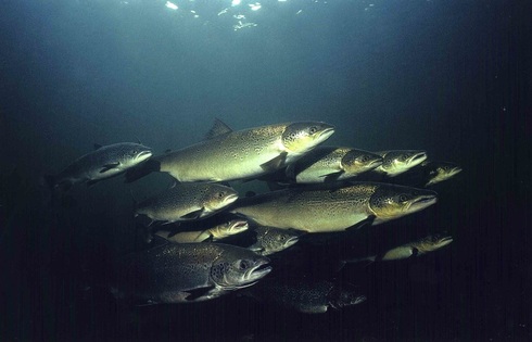 Atlantic salmon holding at Silver's Pool