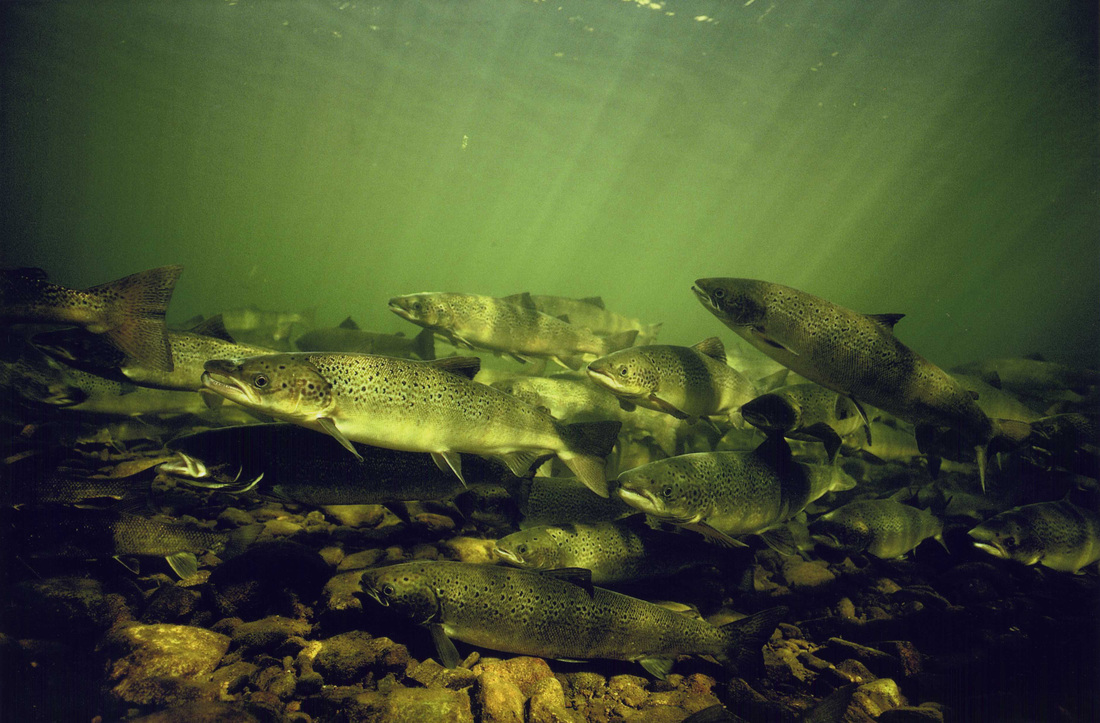 Atlantic Salmon, St. Mary's River
