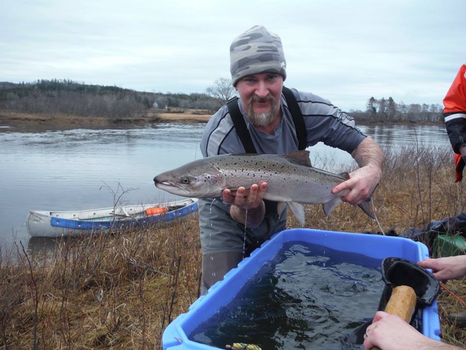 Scott Beaver putting a salmon kelt into a holding tank.