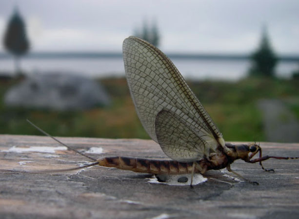 A large Mayfly