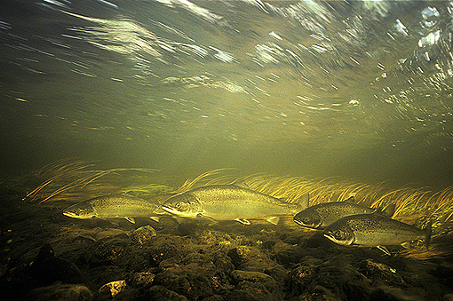Underwater Picture of Atlantic salmon  