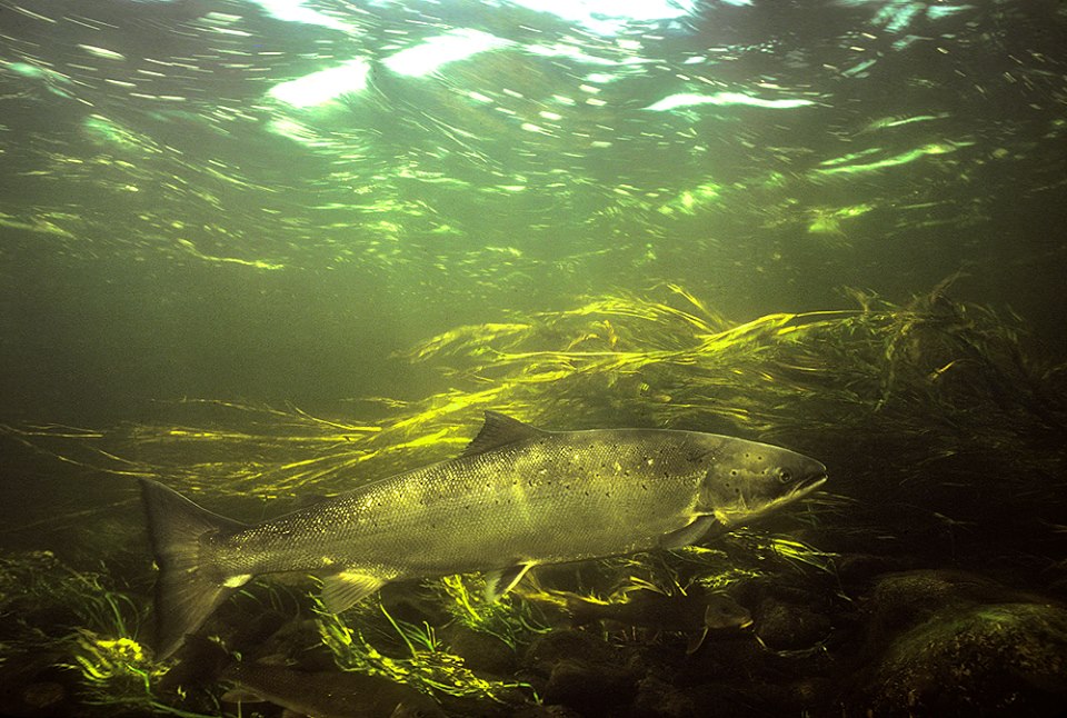 Atlantic salmon at Silver's Pool, St. Mary's River, by Gilbert van Ryckevorsel